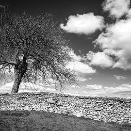 One Tree Wonder Black And White by Paul Thompson