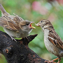 Open Wide Sparrow by Karen Beasley