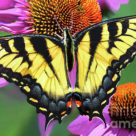 Open-winged Eastern Tiger Swallowtail Butterfly  by Regina Geoghan
