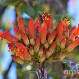 Opulent Ocotillo Blooms by Janet Marie