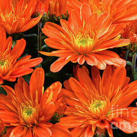 Orange and Gold Chrysanthemums by Regina Geoghan