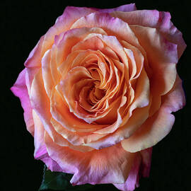 Orange And Pink Rose by Denise Harty