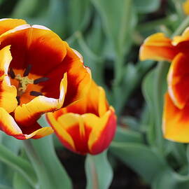 Orange and Yellow Tulips by Michaela Perryman