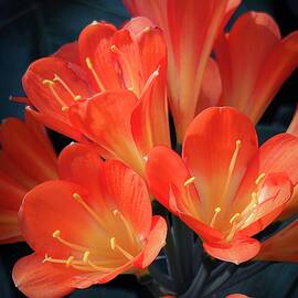 Orange Bush Lily by Mary Lee Dereske