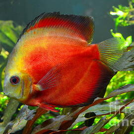 Orange Discus Tropical Fish by Mary Deal