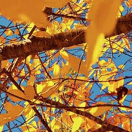 Orange Fall Leaves by Kathy Barney