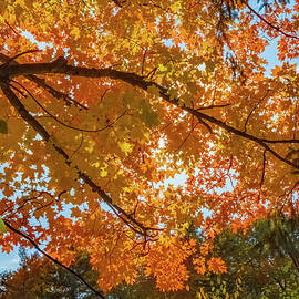 Orange Fall Leaves by LeeAnn McLaneGoetz McLaneGoetzStudioLLCcom