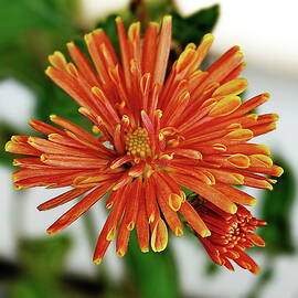 Orange Fuji Spider Chrysanthemum by Lyuba Filatova