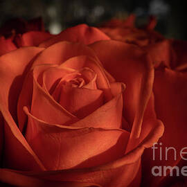 Orange Rose in Shadows by Linda Howes