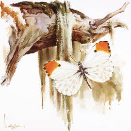 Orange-tip Butterfly