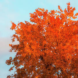 Orange Treetop by Denise Harty