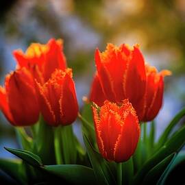 Orange Tulips by Charles Hite