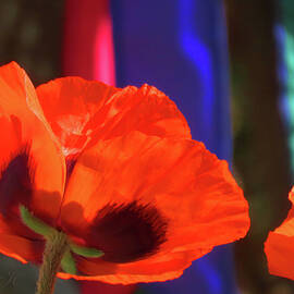 Orange You Beautiful Poppy - Orange Flowers - Floral Photographic Art by Brooks Garten Hauschild