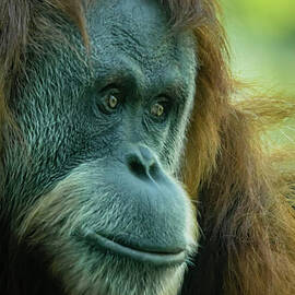 Orangutan Portrait by Mitch Shindelbower