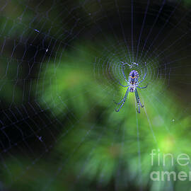 Orchard Orbweaver Spider on a Web by Diane Diederich