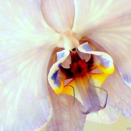 Orchid-Beautiful by VIVA Anderson