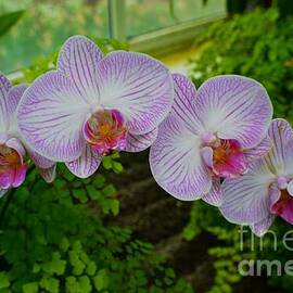Orchids - Striped purple on white Phalaenopsis 