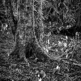 Oregon Swamp In Spring - BW by Michael R Anderson