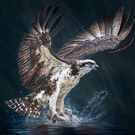 Osprey Art by Steve McKinzie