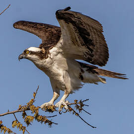 Osprey hanging on a branch too small by William Krumpelman
