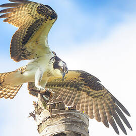Osprey Landing by Mark Andrew Thomas