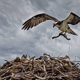 Osprey Nesting by Susan Candelario