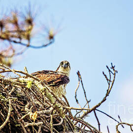 Osprey on the Nest by Scott Pellegrin