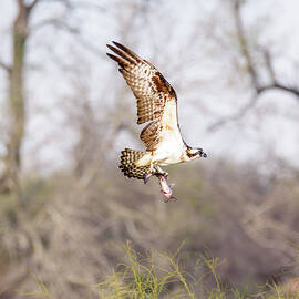 Osprey Passing Through the Woods With A Catch by Debra Martz