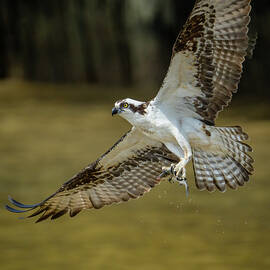 Osprey with a fish catch by William Krumpelman