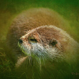 Otter by Sue Leonard