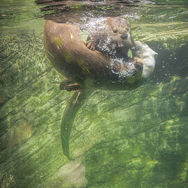 Otter Underwater Fun by Patti Deters
