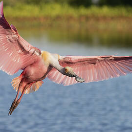 Outstretched by RD Allen