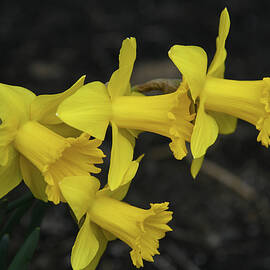 Overnight Daffodils by Robert Tubesing