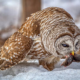 Owl Lunch by Paul Freidlund