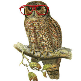 Owl with red glasses