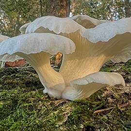 Oyster Mushrooms #2 by Paul Rebmann