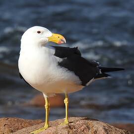 Pacific Gull by Louise Merigot