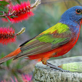 Painted Bunting in Louisiana Garden by Bonnie Barry