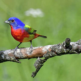 Painted Bunting by Stuart Harrison