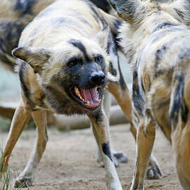 Painted Dog Faceoff by Shoal Hollingsworth