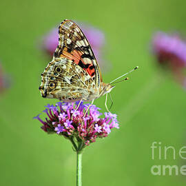 Painted Lady Butterfly in Garden 2023 by Karen Adams