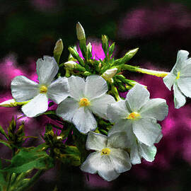 Painterly White Phlox Group by Marty Saccone