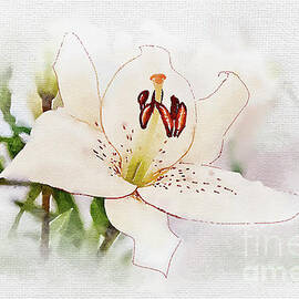 Pale Lily by Marilyn Cornwell
