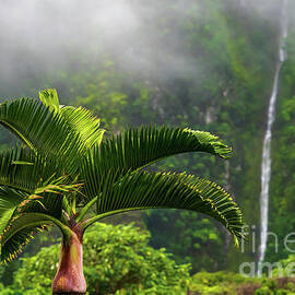 Palm Tree and Waterfall Scenery of the Rainy Season in Hawaii by Phillip Espinasse
