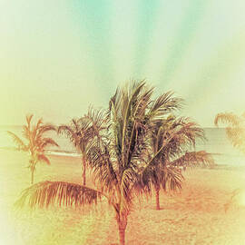 Palm Tree Dream by Colleen Kammerer