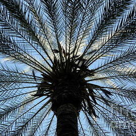 Palm tree, upward view, Cordoba rectangular by Paul Boizot