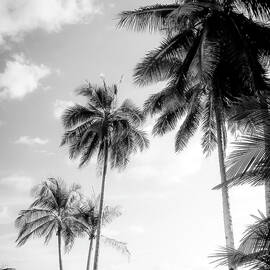 Palm Trees And Sunshine in Black and White by Nicklas Gustafsson