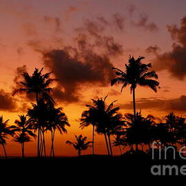 Palm Trees at Sunset - red by Birgit Moldenhauer