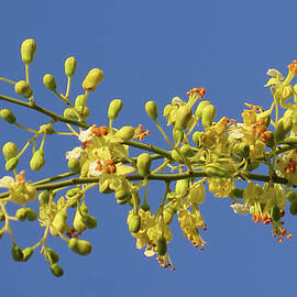 Palo Verde Blossoms Macro by Bonnie See