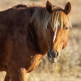 Palomino Mustang on Steens Mountain by Belinda Greb
